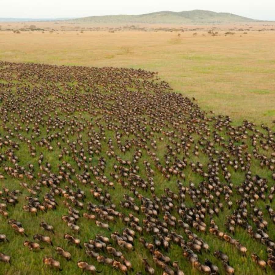 4 DAYS MAASAI MARA & LAKE NAKURU SMALL GROUP SAFARI BY 4WD - Nairobi to Maasai Mara: Rift Valley views and an early taste of the reserve