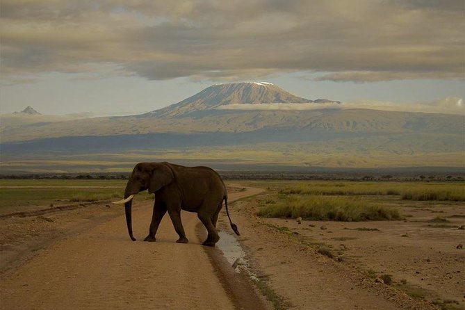 4 days Maasai Mara-Nakuru Mid-Range - Price and value: what $1,681.89 buys in real safari time