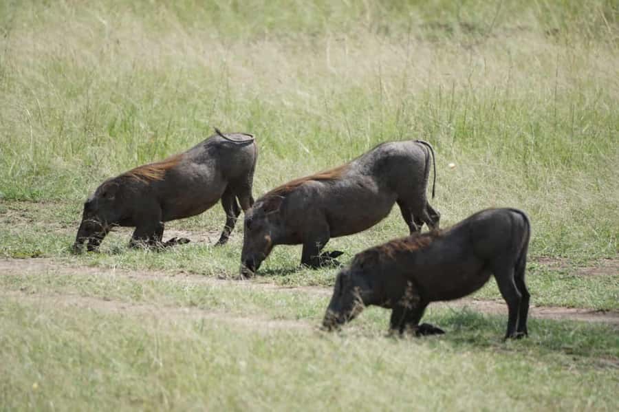 4 DAYS MAASAI MARA NATIONAL RESERVE GROUP SAFARI- 4WD - Key things I’d notice before booking