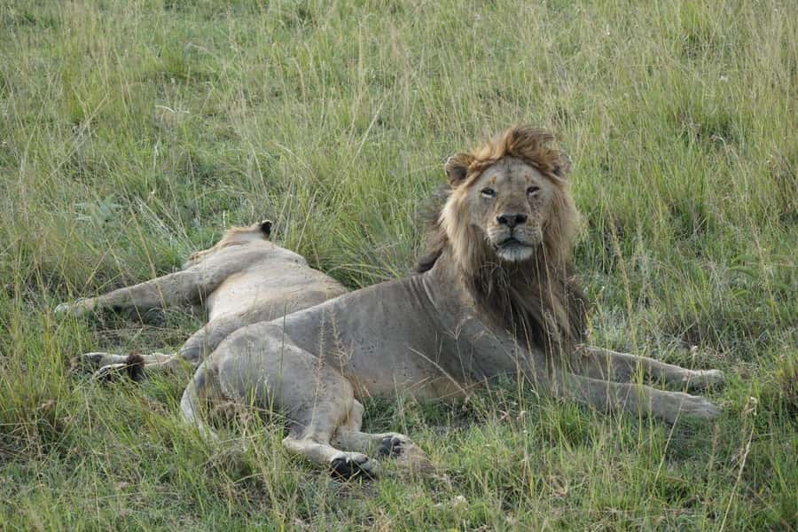 4 DAYS MAASAI MARA NATIONAL RESERVE GROUP SAFARI- 4WD - Entering Maasai Mara: the rhythm of 4 days, not just dates