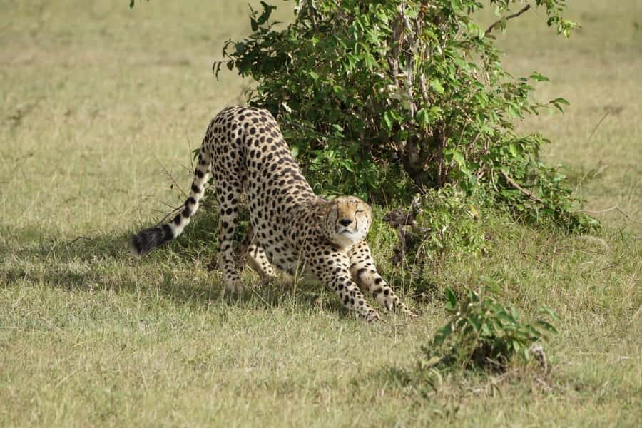 4 DAYS MAASAI MARA NATIONAL RESERVE GROUP SAFARI- 4WD - Nairobi to Maasai Mara via the Great Rift Valley viewpoint