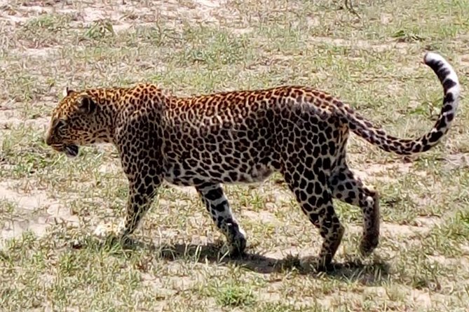 4 Days - Majestic Maasai Mara and Lake Nakuru Safari - Four days, two parks, and a real budget safari route