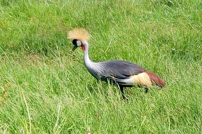 4 Days - Majestic Maasai Mara and Lake Nakuru Safari - Day 3 travel to Lake Nakuru: early Mara time, then an evening arrival