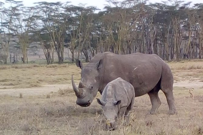 4 Days - Majestic Maasai Mara and Lake Nakuru Safari - Day 4 in Lake Nakuru: white rhinos, flamingo chances, and return to Nairobi