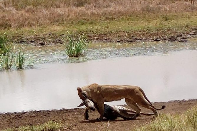4 Days - Majestic Maasai Mara and Lake Nakuru Safari - Value check: what you get for $2,300, and what to budget for