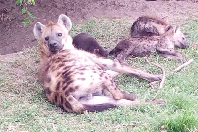 4 Days - Majestic Maasai Mara and Lake Nakuru Safari - Guides matter, and this one clearly did