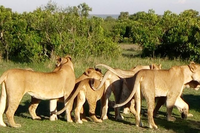 4 Days - Majestic Maasai Mara and Lake Nakuru Safari - What you should know before you book