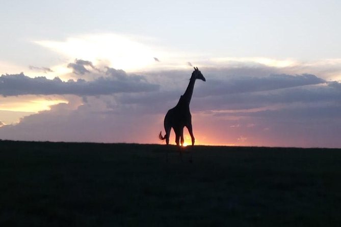 4 Days - Majestic Maasai Mara and Lake Nakuru Safari - Day 1 in Maasai Mara: Rift Valley views and your first game drive