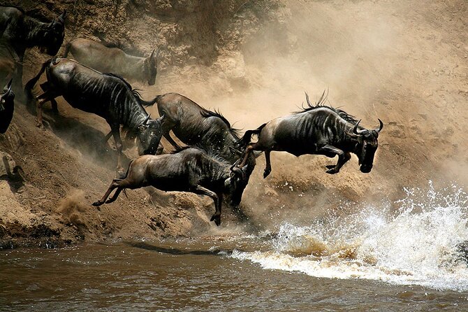 4 Days Masai Mara and Lake Nakuru Budget Safari Meals included - Day 2 in Masai Mara: the grassland grind and why lions and cheetahs show up