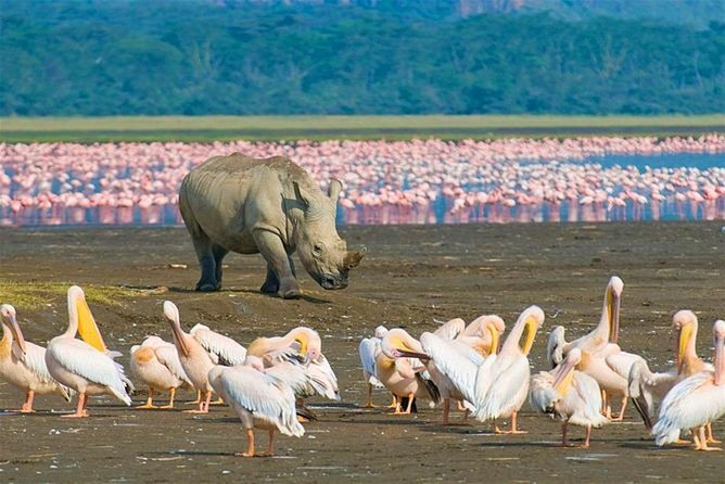 4 Days Masai Mara and Lake Nakuru Budget Safari Meals included - Meals and lodging: simple, filling, and built for long drives