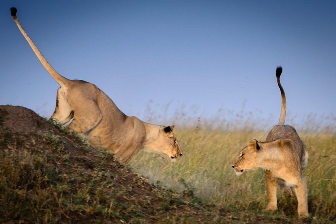 4 Days Masai Mara and Lake Nakuru Budget Safari Meals included - Transport and group size: why max 7 travelers can feel like a win