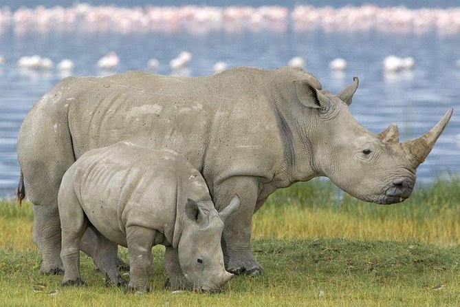 4 Days Masai Mara and Lake Nakuru Budget Safari Meals included - Price and value at $336: what you get, and what you still need to pay