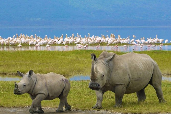 4 Days Masai Mara and Lake Nakuru Budget Safari Meals included - Practical tips so you enjoy every early start