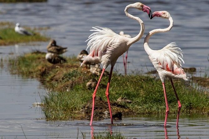 4 Days Masai Mara and Lake Nakuru Budget Safari Meals included - Day 3: Lake Nakuru transfer, pre-morning coffee, and a better rhino-bird mix