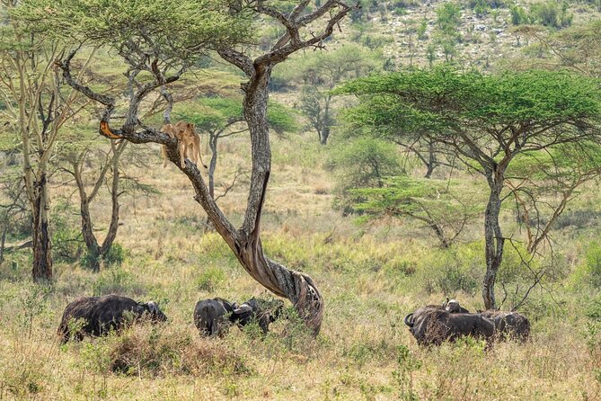4 Days Masai Mara and Lake Nakuru Mid-Luxury safari - Day 3: Masai Mara full day, with options for a picnic lunch or split drives