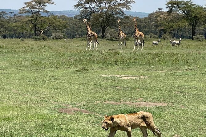 4 Days Masai Mara and Lake Nakuru Mid-Luxury safari - Day 1: Nairobi pick-up at 7:00am, check-in, then your first afternoon wildlife run