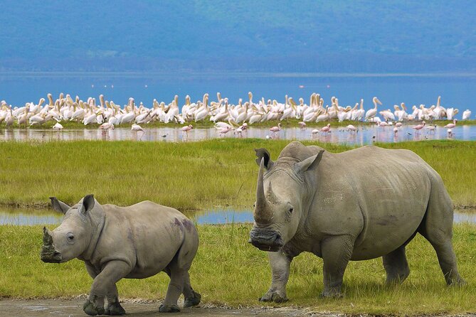 4 Days Masai Mara and Lake Nakuru Shared Camping Safari - Key Points You Will Care About