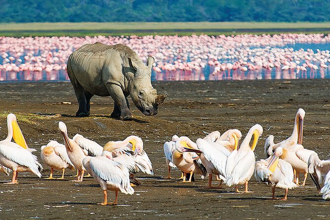4 Days Masai Mara and Lake Nakuru Shared Camping Safari - Nairobi Pickup and the Rift Valley Ride to Maasai Mara