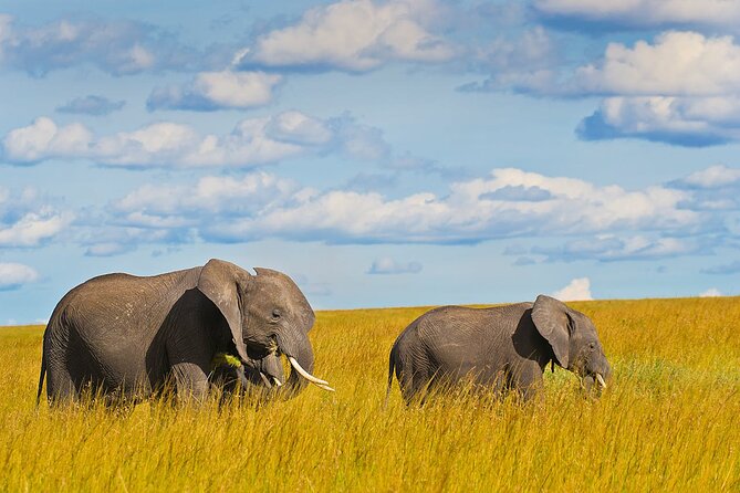 4 Days Masai Mara and Lake Nakuru Shared Camping Safari - Maasai Village Time: Optional, Cultural, and Worth Planning Around