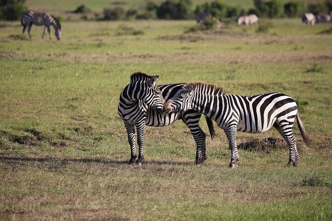 4 Days Masai Mara and Lake Nakuru Shared Camping Safari - The Ride to Lake Nakuru: Mt Longonot Views and Late-Evening Arrival