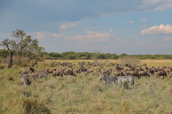 4 Days Masai Mara and Lake Nakuru Shared Camping Safari - Maasai Mara Afternoon Game Drive: Big Cats and Big Presence
