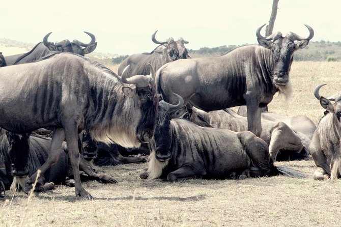 4 Days Masai Mara Camping Safari - Day 2 Starts Early: Morning Chai or Kahawa and a Big Spotting Window