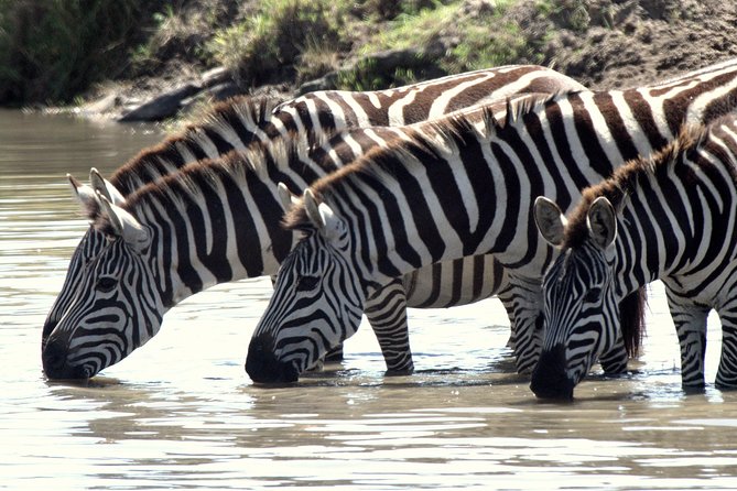 4 Days Masai Mara Camping Safari - Camp Setup: Private Campsite Feel and What Camping Gear Rental Does for You
