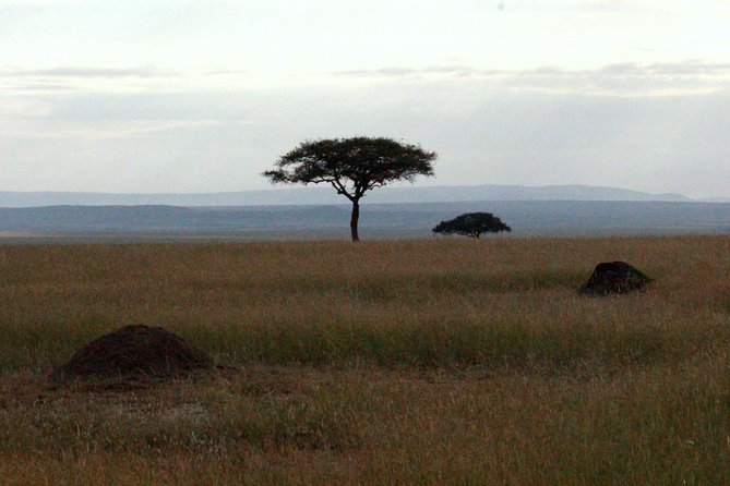 4 Days Masai Mara Camping Safari - Meals Included: More than Fuel, it is Part of the Rhythm