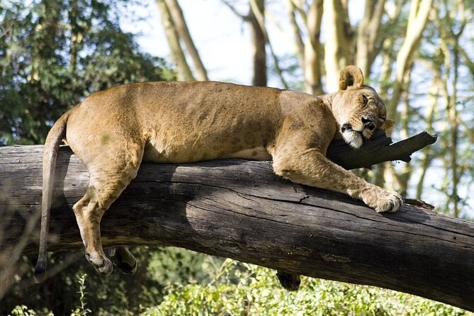 4 Days Masai Mara & Lake Nakuru Budget Group Safari in a 4x4 Jeep - Key Highlights You’ll Care About