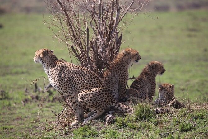 4 Days Masai Mara & Lake Nakuru Budget Group Safari in a 4x4 Jeep - Day 3: Drive to Lake Nakuru, Dinner, and a Sleep at Hill Court Resort