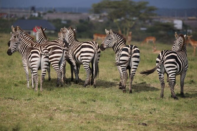 4 Days Masai Mara & Lake Nakuru Budget Group Safari in a 4x4 Jeep - Who This Safari Fits Best, and Who Should Rethink It