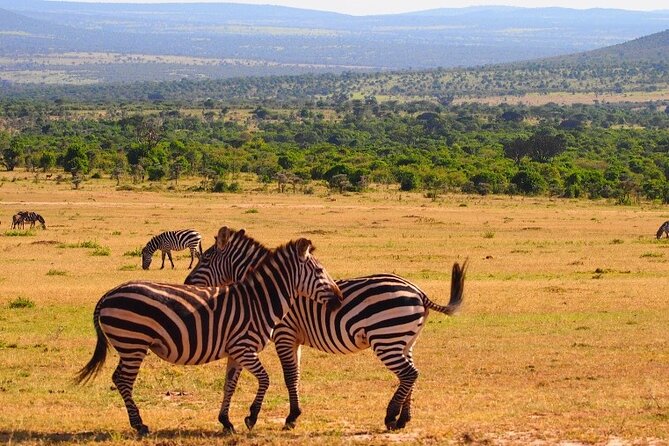 4 Days Masai Mara & Lake Nakuru Budget Group Safari in a 4x4 Jeep - Day 2 in Masai Mara: Full-Day Big Five Hunting and Mara River Hippos