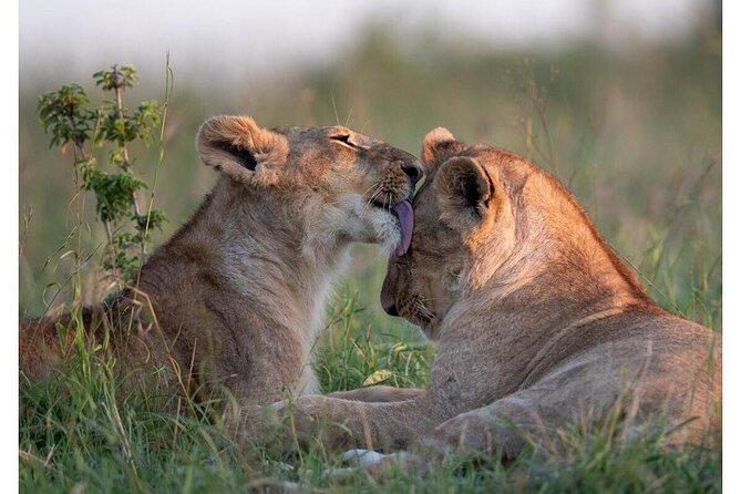 4 Days Masai Mara/Lake Nakuru Budget Safari - Key Highlights That Make This Safari Worth Your Time