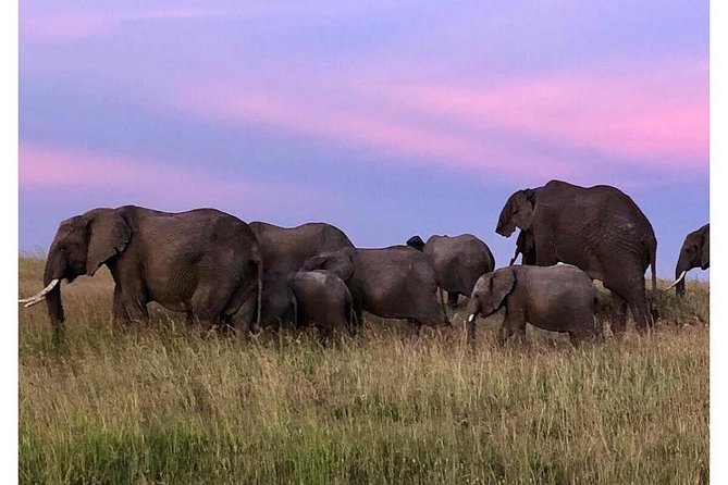 4 Days Masai Mara/Lake Nakuru Budget Safari - Hitting the Road from Nairobi, Starting at 7:00 am