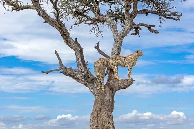 4 Days Masai Mara/Lake Nakuru Budget Safari - Transport, Group Size, and How to Choose Your Seats