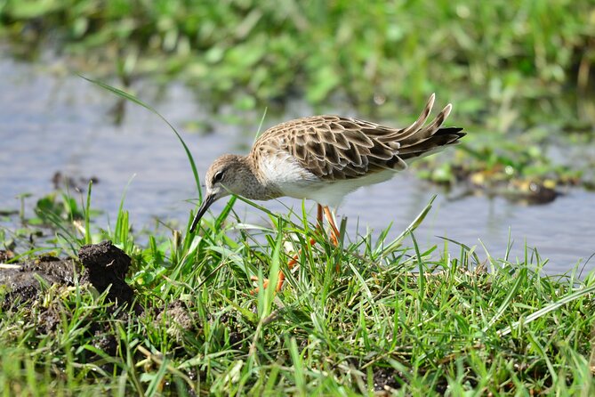 4 Days Masai Mara/Lake Nakuru Budget Safari - Price and Value: What $590 Covers, and What Adds Up Fast