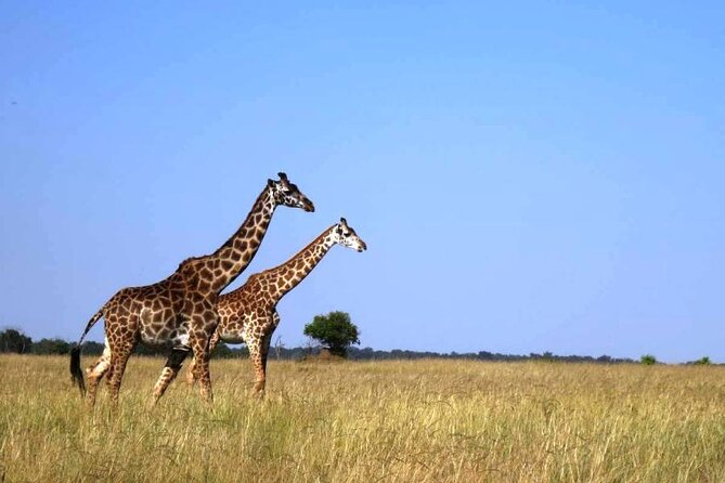 4 Days Masai Mara & Lake Nakuru Group Joining Safari - Key things that make this safari a solid value