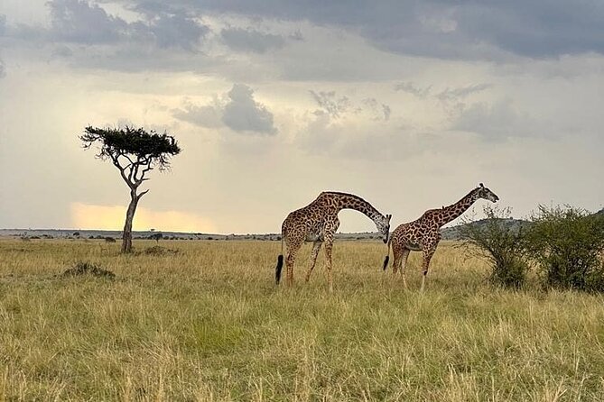 4 Days Masai Mara & Lake Nakuru Group Joining Safari - Group joining safari style: how a max-15 vehicle can feel very personal