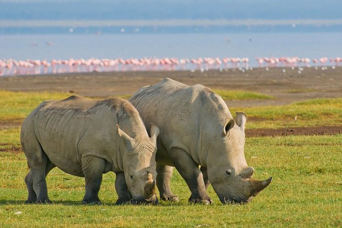 4 Days Masai Mara Lake Nakuru Jeep Safari - A 4-day Kenya safari route built for sightings, not stress