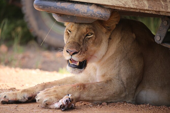 4 Days Masai Mara Lake Nakuru Jeep Safari - Day 3: Drive to Lake Nakuru, soda-lake wildlife, and an evening settle-in at Golden palace Hotel