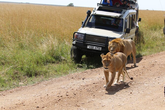 4 Days Masai Mara Lake Nakuru Jeep Safari - Day 4: Early breakfast, another wildlife search near Nakuru, then back to Nairobi