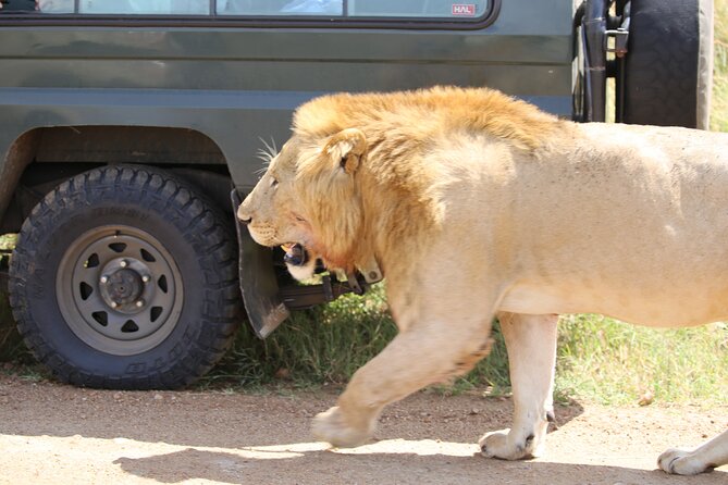 4 Days Masai Mara Lake Nakuru Jeep Safari - Jeep safari style and small-group value, capped at 8