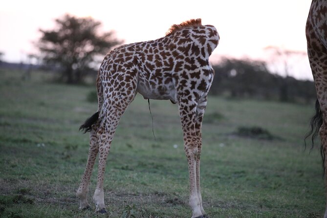 4 Days Masai Mara Lake Nakuru Jeep Safari - Meals, transfers, and what your $576.93 actually buys