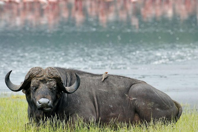4 Days Masai Mara & Lake Nakuru Lodge Safari - Two Parks, One Safari Rhythm: Mara and Nakuru in Four Days