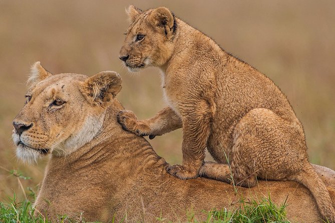 4 Days Masai Mara & Lake Nakuru Lodge Safari - Getting There: Nairobi Pickup, Rift Valley Stop, and Long Driving Days