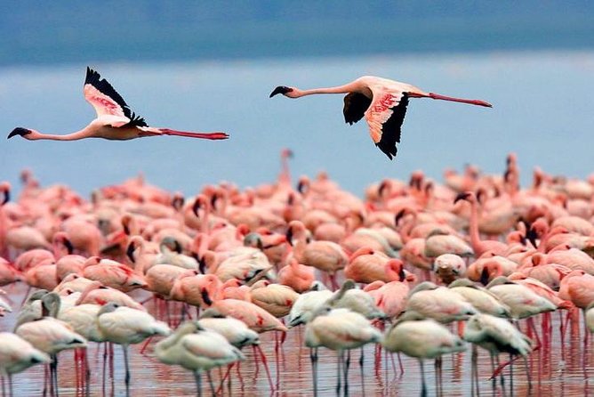 4 Days Masai Mara & Lake Nakuru Lodge Safari - Day 3 to Lake Nakuru: Morning Drive, Narok Lunch Stop, and a Naivasha Pass