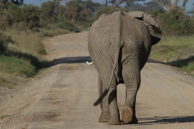 4 Days Masai Mara Nakuru - Price and Value: Is $589.75 per Person Fair for 4 Days?