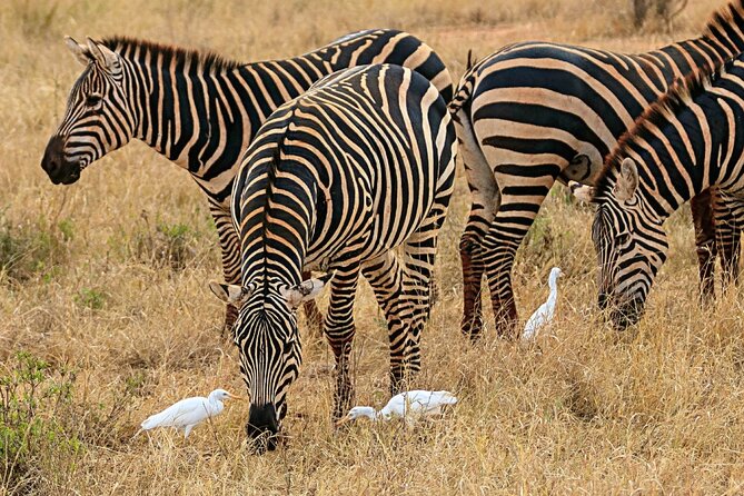4 Days Masai Mara Nakuru - Best Timing for Great Migration, and When to Adjust Expectations