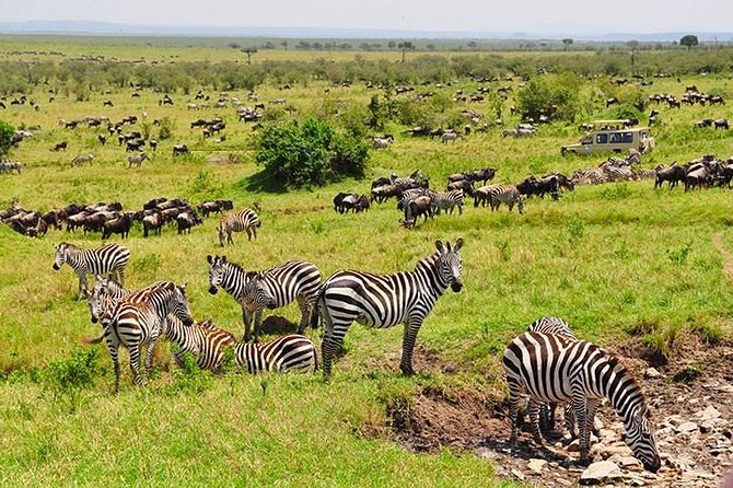 4 days masai mara Nakuru Joining safari - Masai Mara: why this joining safari is built for real wildlife days