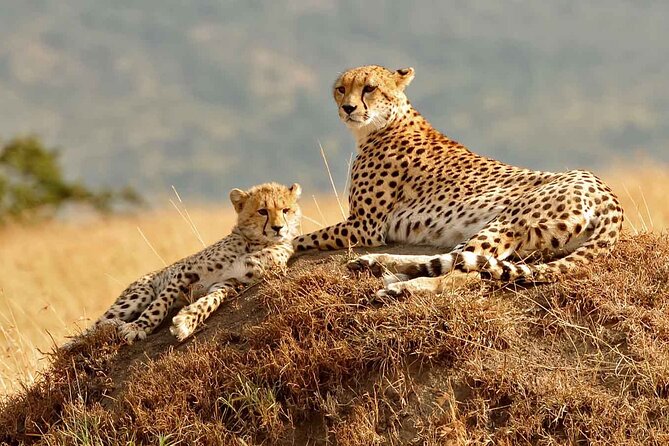 4 days masai mara Nakuru Joining safari - Transport, comfort, and group size: what the joining format means for you